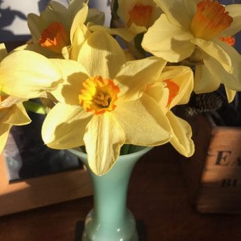 Flowers in a vase